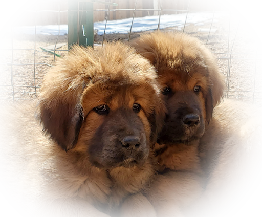 Tibetan Mastiff