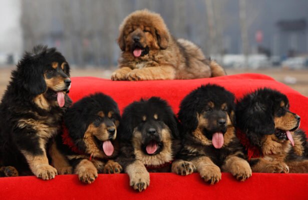 How much is a Tibetan Mastiff in the UK